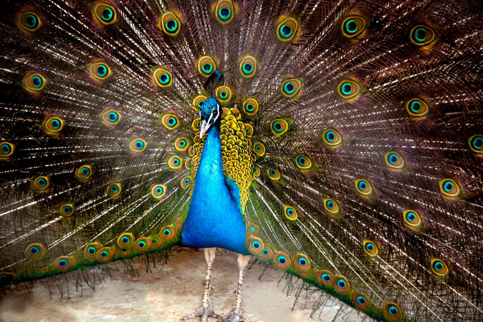 Personal Work photography by Ashley San