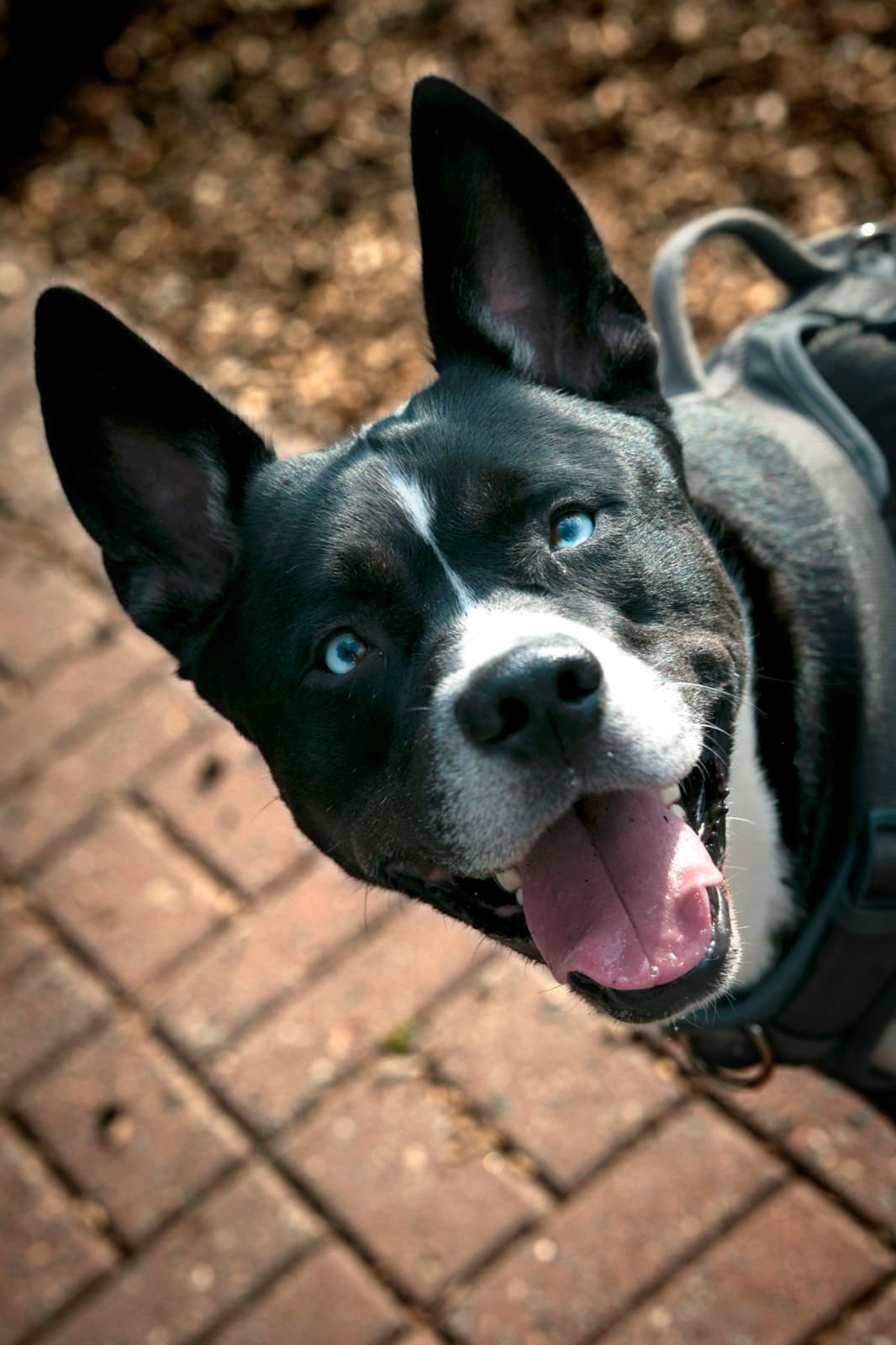 Pets photography by Ashley San