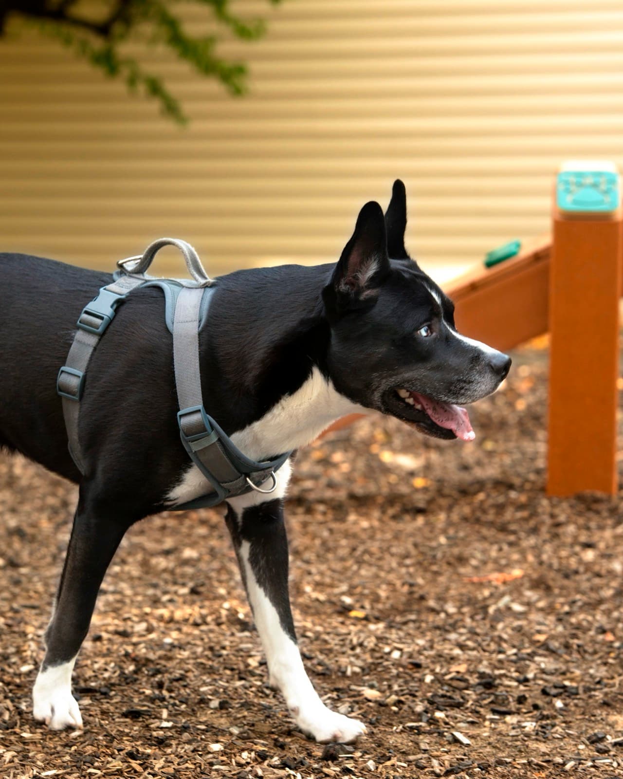 Pets photography by Ashley San