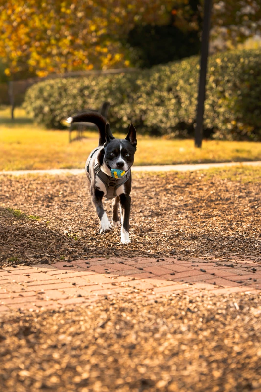 Pets photography by Ashley San