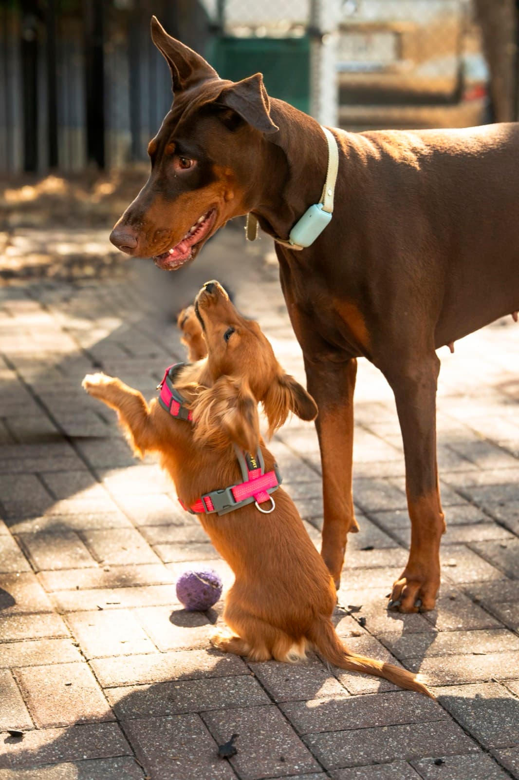 Pets photography by Ashley San