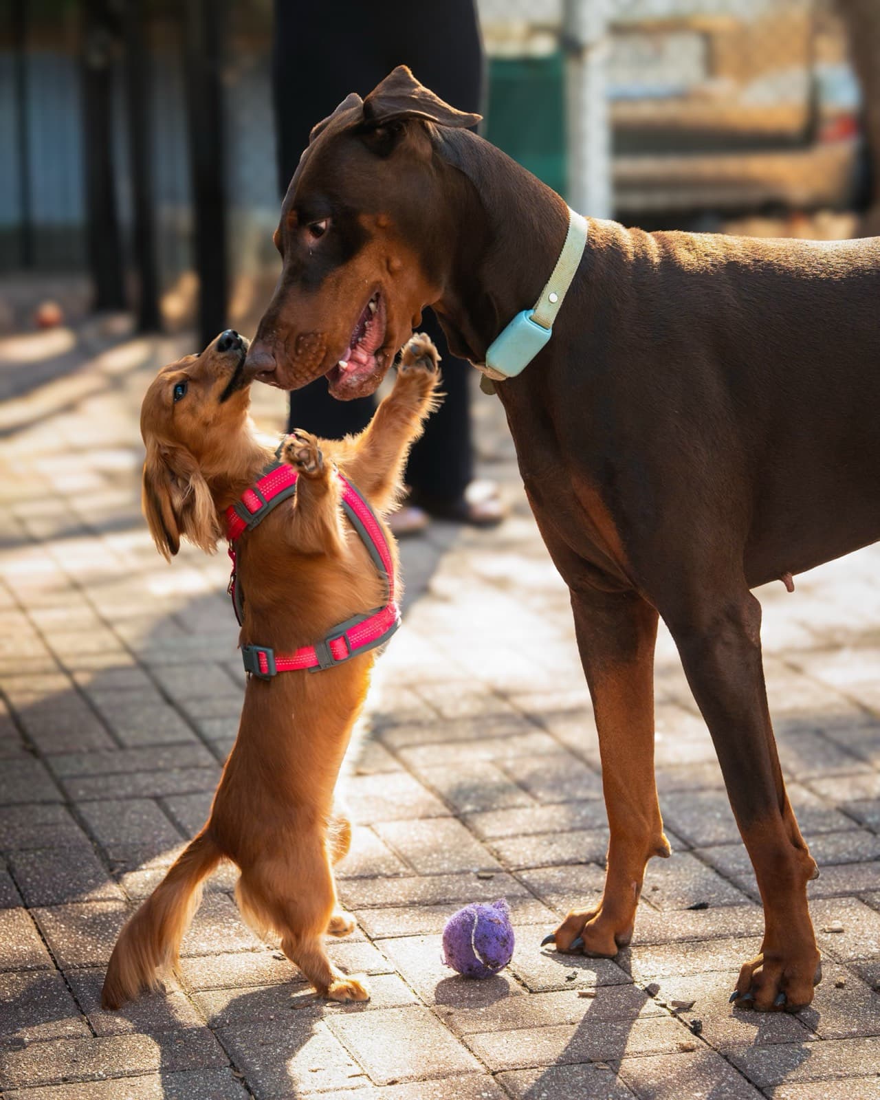 Pets photography by Ashley San