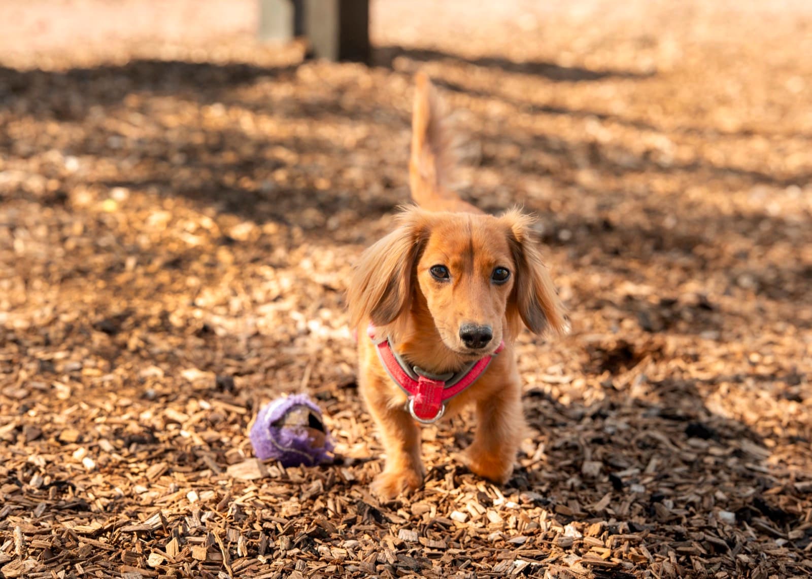 Pets photography by Ashley San