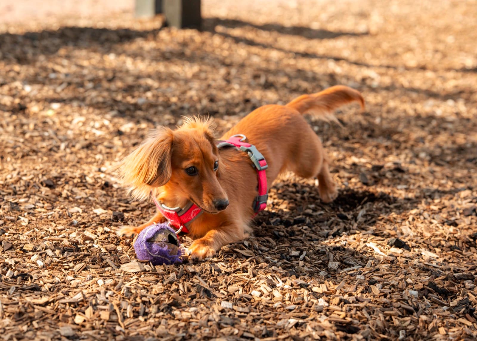 Pets photography by Ashley San