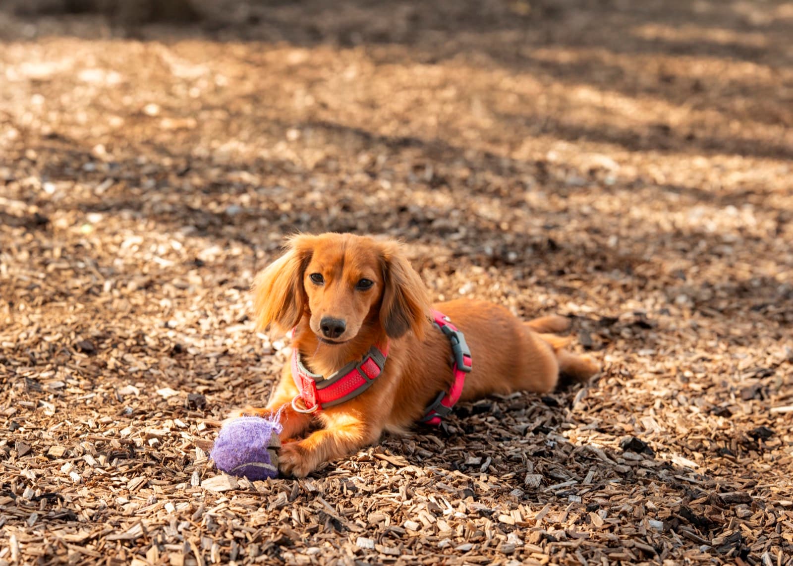 Pets photography by Ashley San
