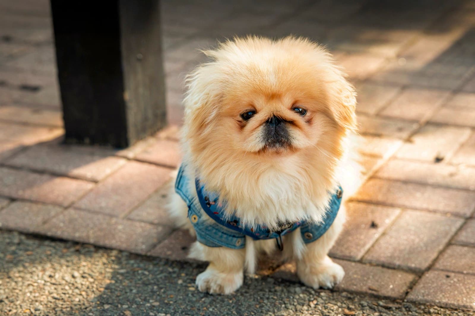 Pets photography by Ashley San
