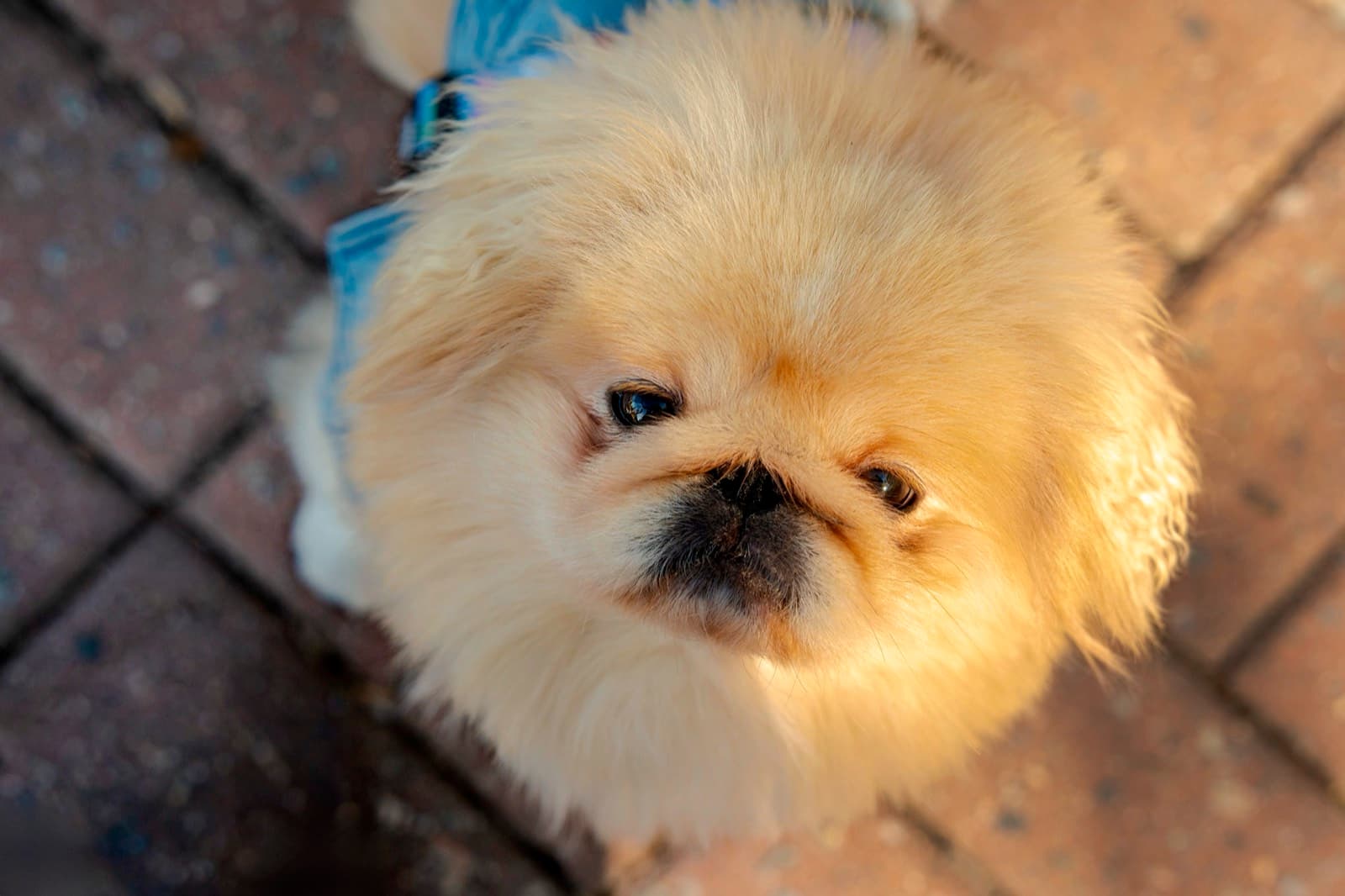 Pets photography by Ashley San