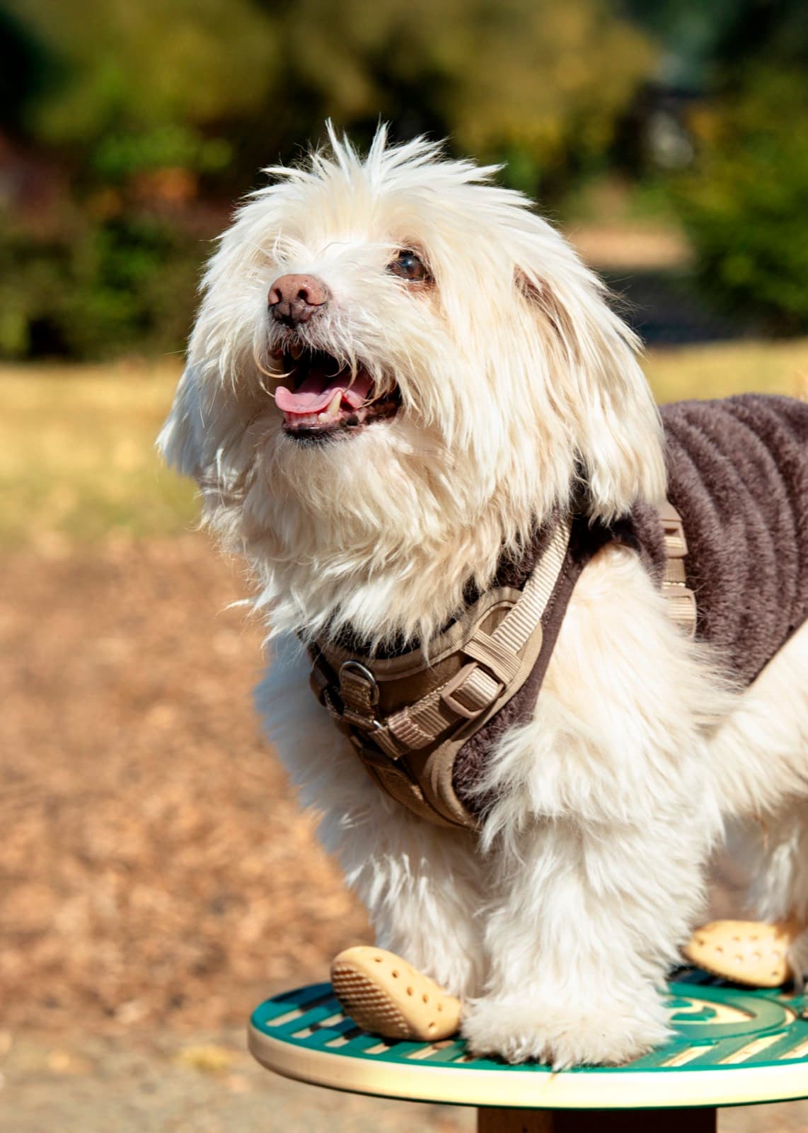 Pets photography by Ashley San