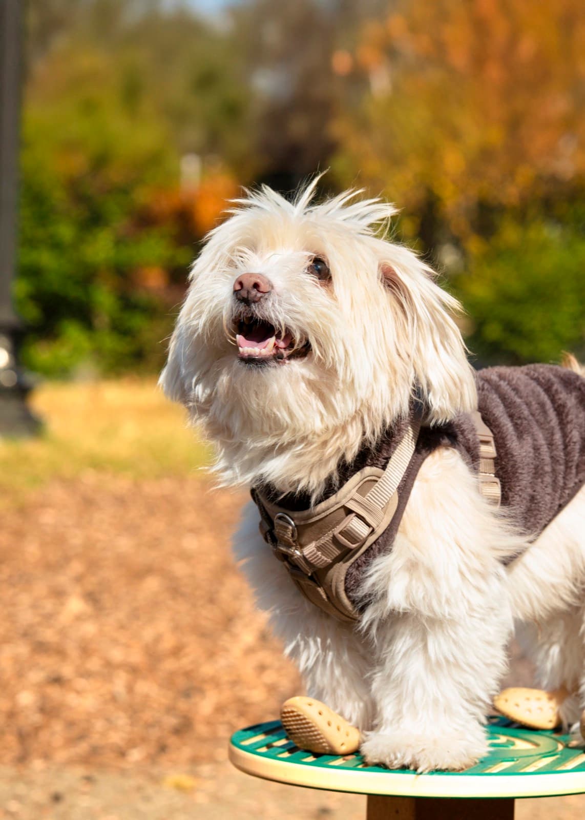 Pets photography by Ashley San