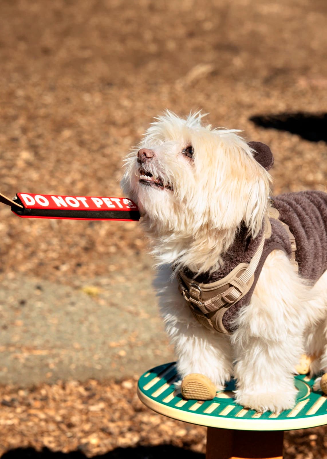 Pets photography by Ashley San